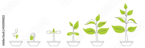 Phases plant growing. Seedling gardening plant. Planting infographic. Seeds sprout in ground. Evolution concept. Sprout, plant, tree growing agriculture icons. Vector illustration in flat style