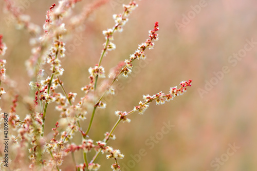Wild grass with red flowers © VladVasilkov