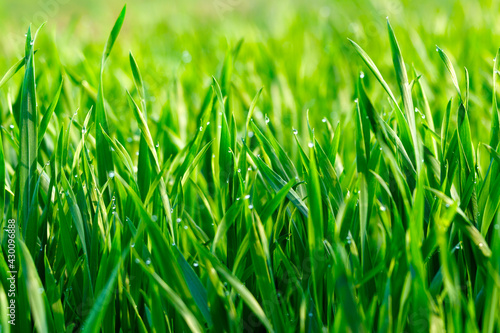 Eco Nature Background with Grass