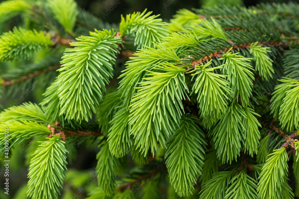 Branch of pine needles gives the young shoots Branch of pine needles gives the young shoots