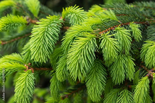 Branch of pine needles gives the young shoots