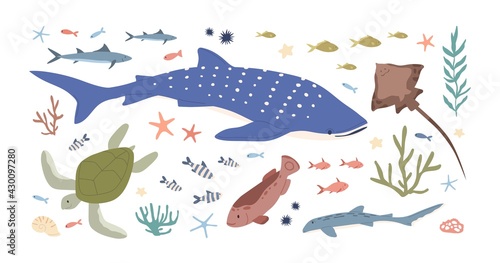 Set of sea and ocean habitats. Bundle of marine fishes, animals and plants. Small fry, whale shark, turtle, stingray, mackerel, algae and corals. Colored flat vector illustration isolated on white