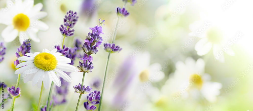Daisy and lavender flowers on a meadow in summer