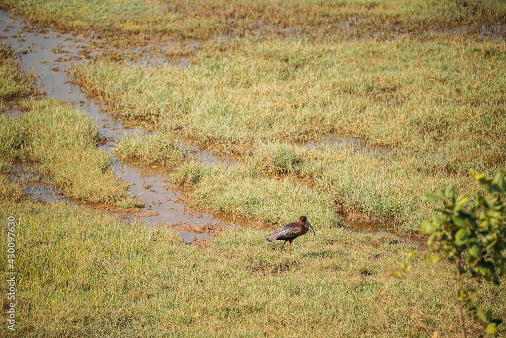 Goa, India. Glossy ibis In Morning Looking For Food In Swamp. Plegadis falcinellus is a wading bird in the ibis family Threskiornithidae Goa, India. Glossy ibis In Morning Looking For Food In Swamp. Plegadis falcinellus is a wading bird in the ibis family Threskiornithidae