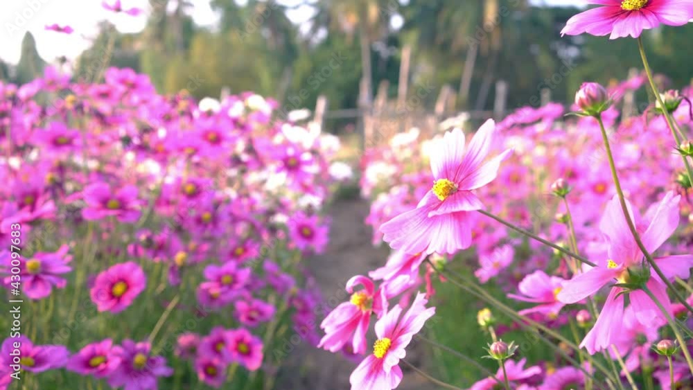 Pink cosmos flowers full blooming in the field. Pink cosmos flowers full blooming in the field.