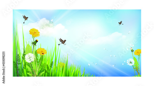 Summer floral background with dandelions, grass and flying birds against the sky with clouds and sunbeams. Environmental protection concept. Vector illustration. 