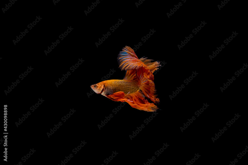 Fighting fish.Multi color fighting fish isolated on black background. Fighting fish.Multi color fighting fish isolated on black background.