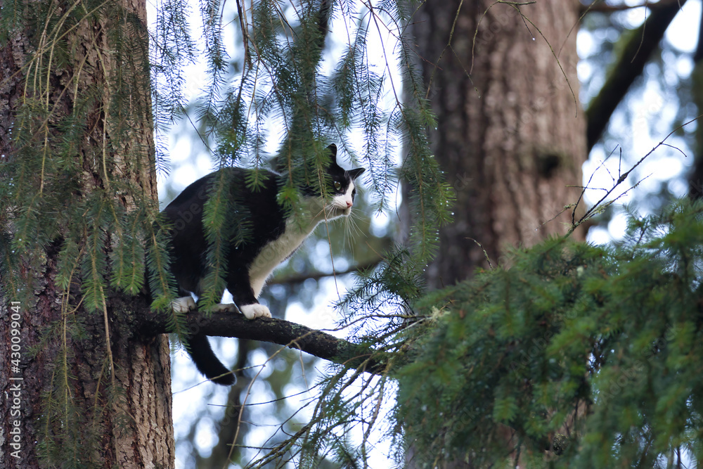 black and white adult cat standing up in a pine tree black and white adult cat standing up in a pine tree
