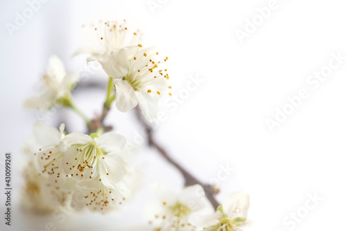 a twig with plum blossoms