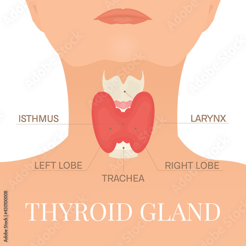 Thyroid gland and trachea shown on a silhouette of a woman. Body anatomy sign. Human endocrine system. Medical internal organ vector illustration.