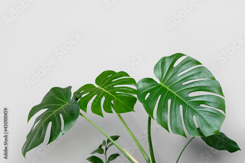 Monstera deliciosa or Swiss cheese plant on a grey background.