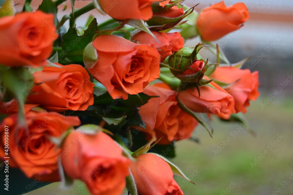 Bouquet of pink roses close-up in the garden on the table. Greeting card