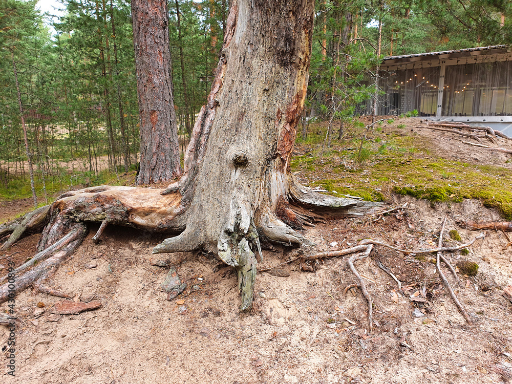 Open and damaged roots of mature pine, moss. Ecosystem Open and damaged roots of mature pine, moss. Ecosystem