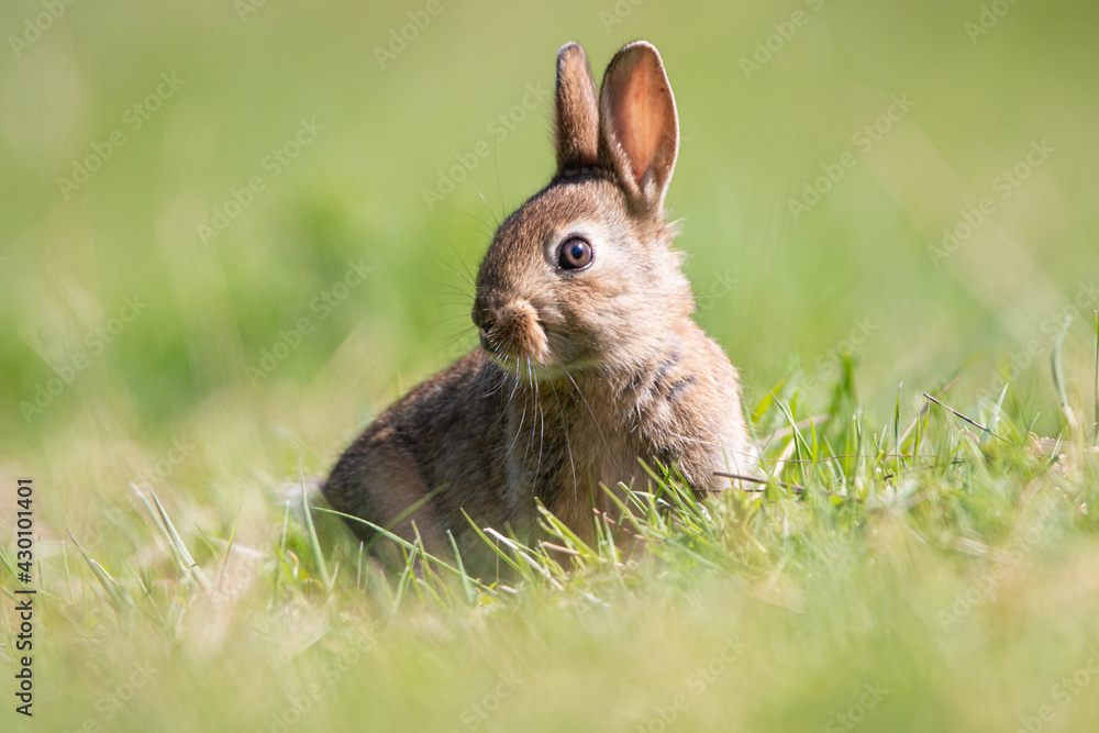 Fototapeta premium Baby wild rabbit in the wild