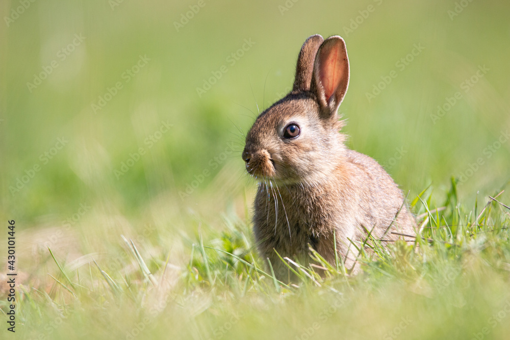 Fototapeta premium Baby wild rabbit in the wild