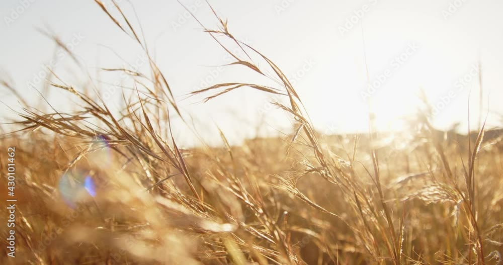Spighe di grano Spighe di grano