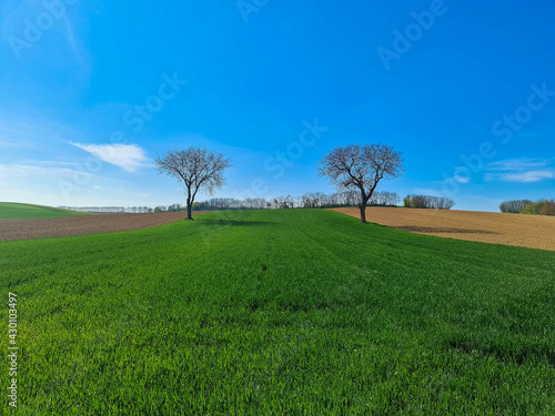 Panorama view of countryside landscape with blue sky. Beautiful typical  spring landscape with meadow and the trees in  background. Lauterbourg, Alsace, Grand Est, France. Place for text. photo