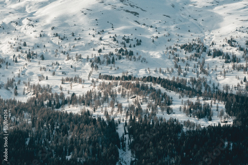 Mountain tree line