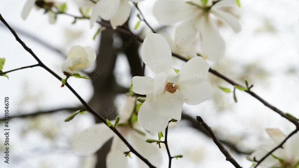Nice magnolia tree flowers at spring sunny day, nature awakening 4k video Nice magnolia tree flowers at spring sunny day, nature awakening 4k video