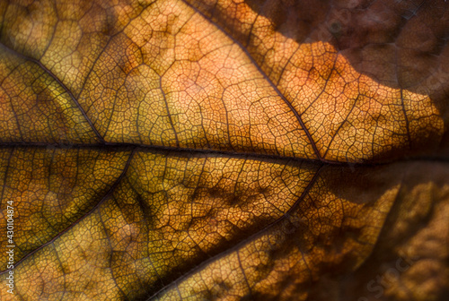 Macro photo of autumn leaf vein