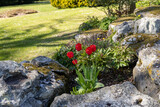 Tulip flower bed in a sarsen stone country garden 