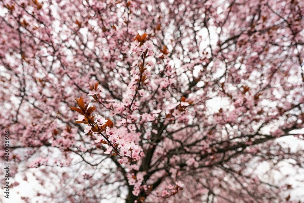 Beautiful Cherry Blossoms Tree In Spring. A close-up of cherry blossom trees in the springtime. Beautiful Cherry Blossoms Tree In Spring. A close-up of cherry blossom trees in the springtime.