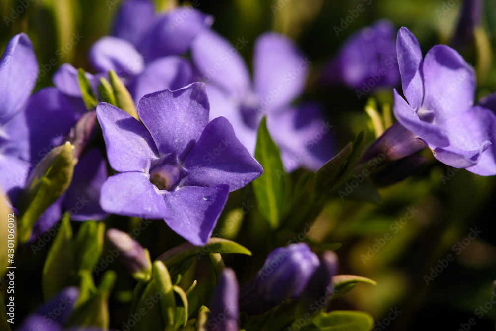 common perwinkle in the garden, vinca minor common perwinkle in the garden, vinca minor