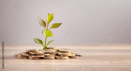 Green plant growing on golden coins. Investment. Profit. Growth. Success