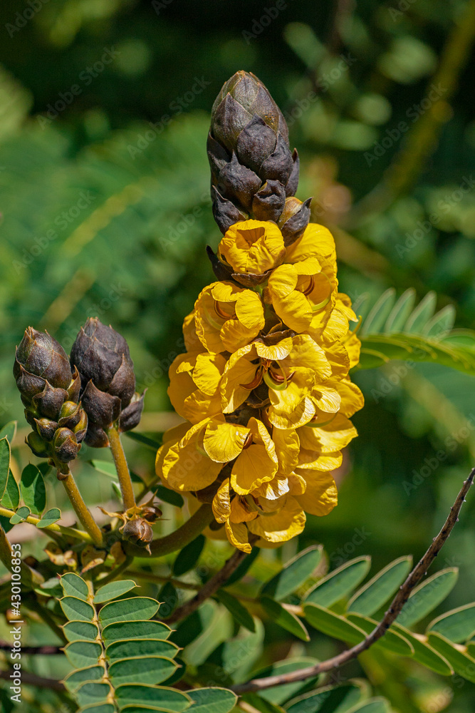 Large yellow inflorescences of Senna didymobotrya also known as African senna, popcorn senna, candelabra tree and peanut butter cassia Large yellow inflorescences of Senna didymobotrya also known as African senna, popcorn senna, candelabra tree and peanut butter cassia