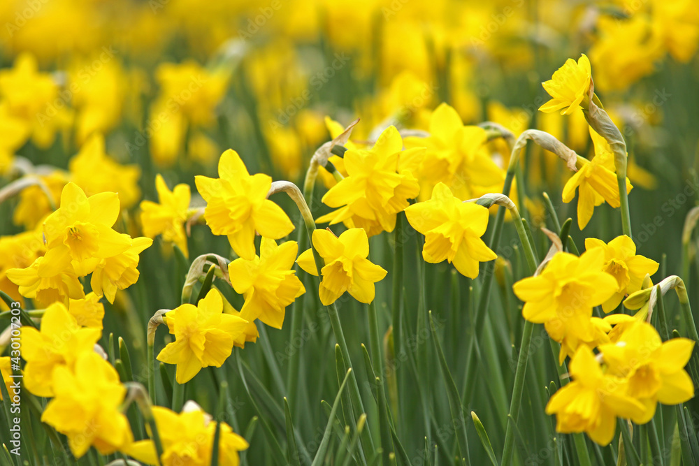 Fototapeta premium Beautiful vernal Yellow Daffodils flower field in the sunlight. Suitable photo for spring background, greeting card, flower landscape