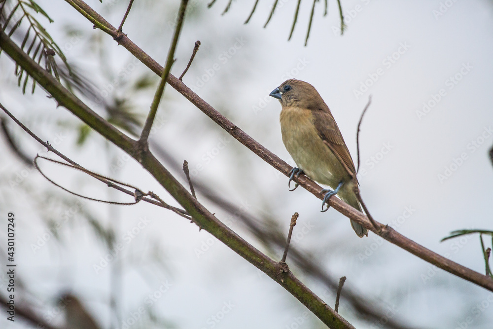 Fototapeta premium House sparrow perched on a tree branch