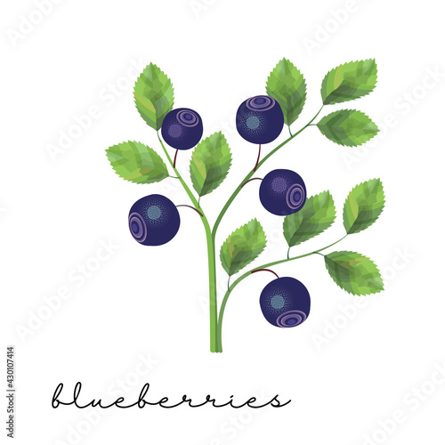 bush of wild blueberries with berries, a drawing with a watercolor effect. illustration on the theme of forest edible plants and fruits. stock vector illustration. EPS 10.