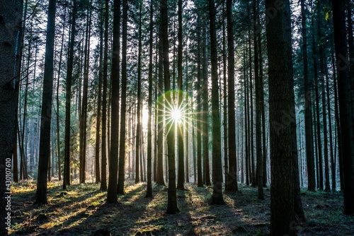 Fototapeta Naklejka Na Ścianę i Meble -  Wald Bäume Sonnenschein Sonnenlicht Natur Strahlen