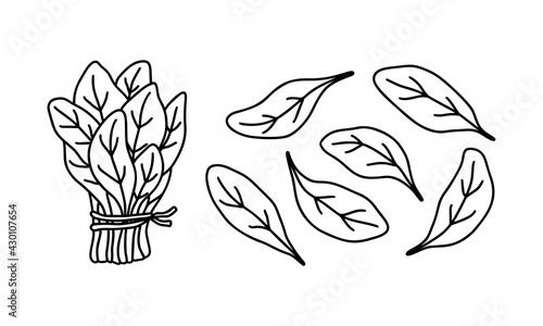 Bunch of spinach and single leaves, doodle icons set. Hand drawn black illustration for food packaging design. Contour isolated vector pictogram on white background