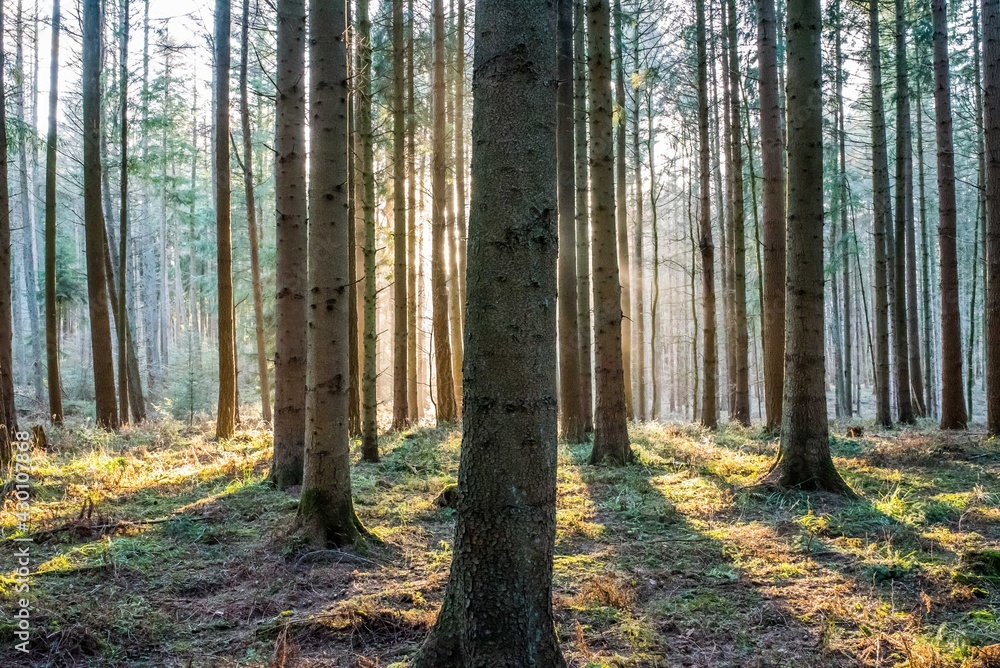 Obraz premium Wald Bäume Sonnenschein Sonnenlicht Natur Strahlen