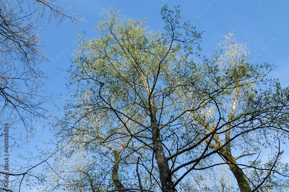 Baunwipfel
