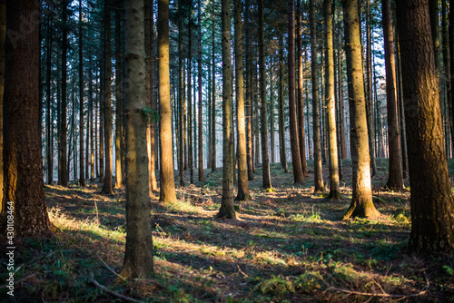 Wald Bäume Sonnenschein Sonnenlicht Natur Strahlen