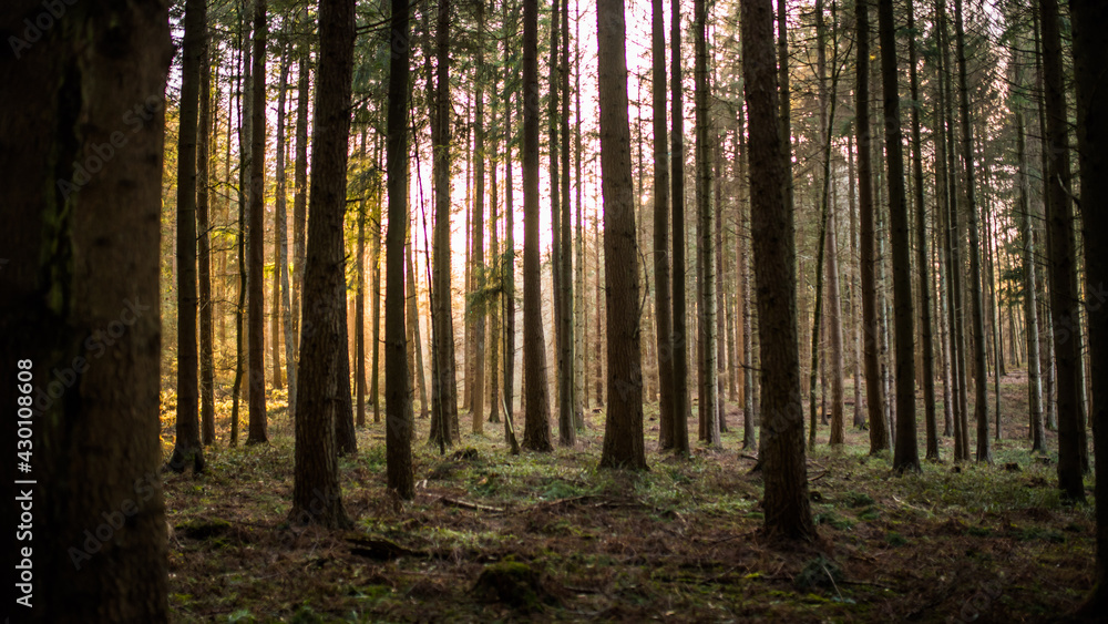 Obraz premium Wald Bäume Sonnenschein Sonnenlicht Natur Strahlen