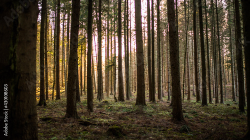 Wald Bäume Sonnenschein Sonnenlicht Natur Strahlen © Stephan