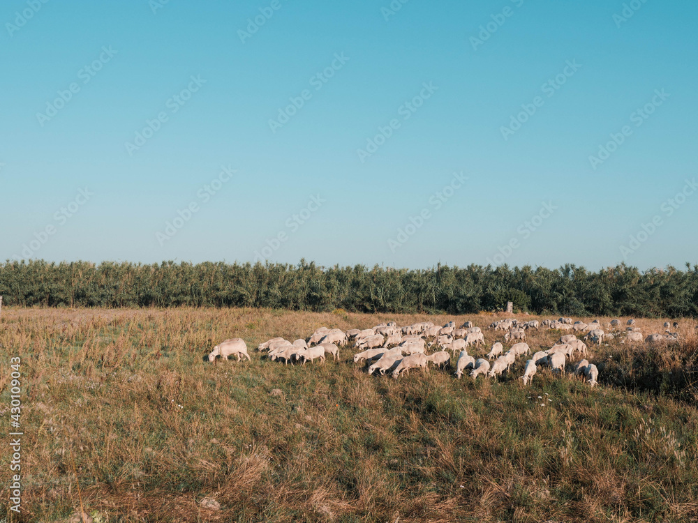 Obraz premium Sheep in the field