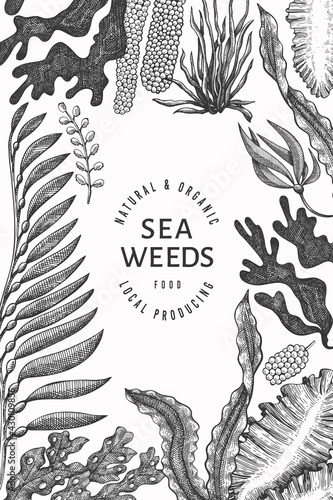 Seaweed design template. Hand drawn vector seaweeds illustration. Engraved style sea food banner. Retro sea plants background