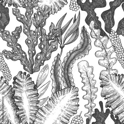 Seaweed seamless pattern. Hand drawn vector seaweeds illustration. Engraved style sea food banner. Retro sea plants background