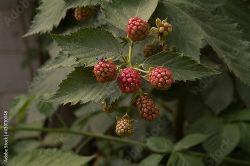 close-up: elmleaf blackberry with brown marmorated stink bug on it photo