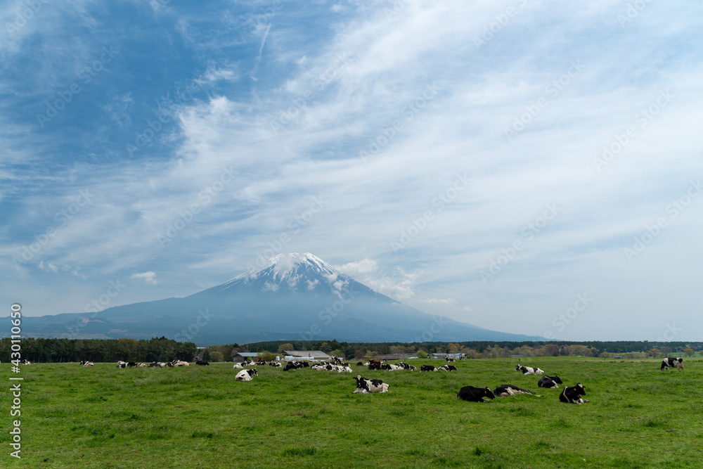 富士山とのんびり過ごす牛