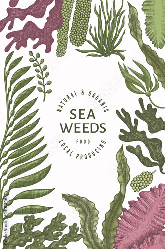 Seaweed design template. Hand drawn vector seaweeds illustration. Engraved style sea food banner. Retro sea plants background
