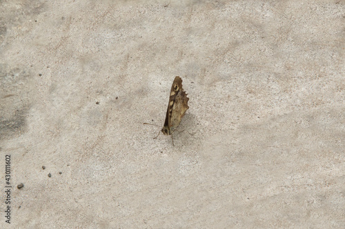 close-up: pale brown butterfly speckled wood on a cement brick