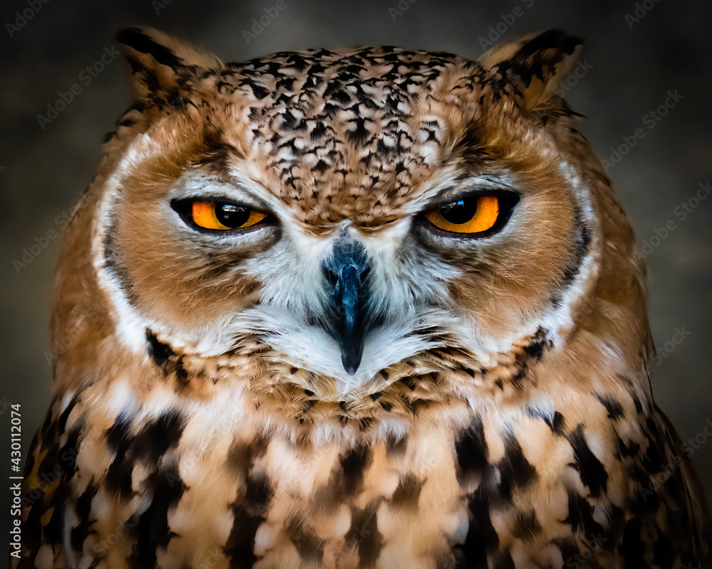 Fototapeta premium Pharaoh Eagle Owl Close Up