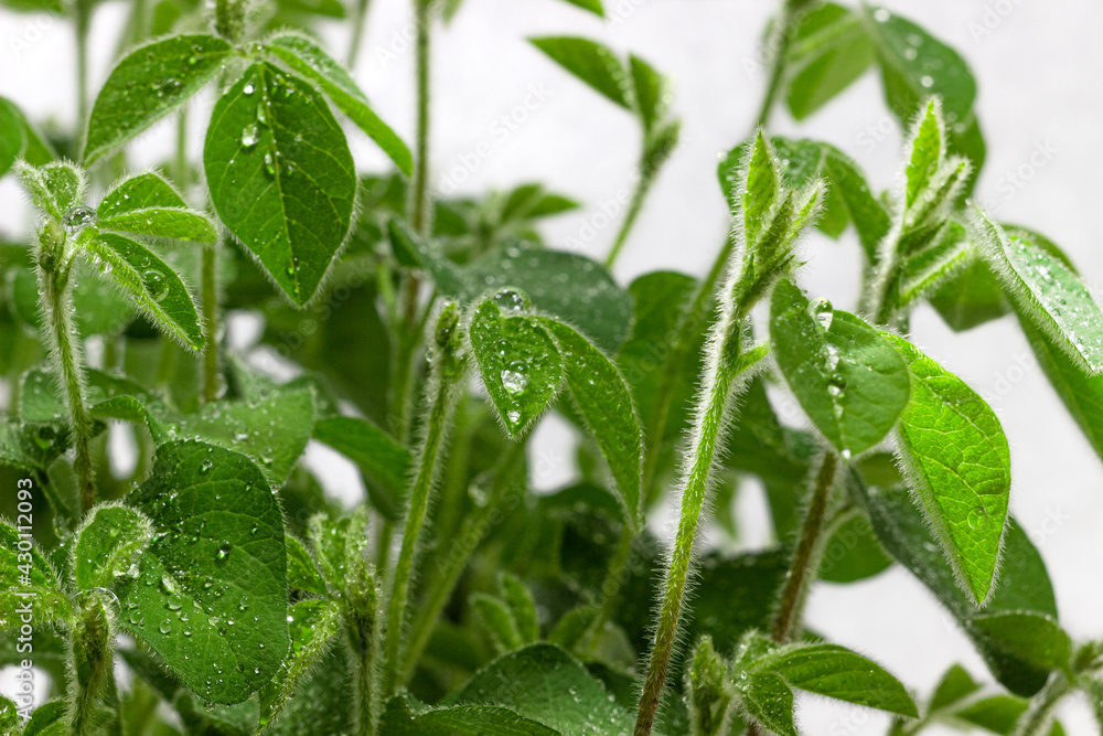 Soy young plants with water drops close up on white background. Soy bean sprouts. Homegrown soy shoots. Soy young plants with water drops close up on white background. Soy bean sprouts. Homegrown soy shoots.