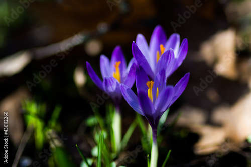 Krokus Wiese Blumen Blüte Blühen Lila Weiß Grün Floral Frühling Erwachen Aufblühen