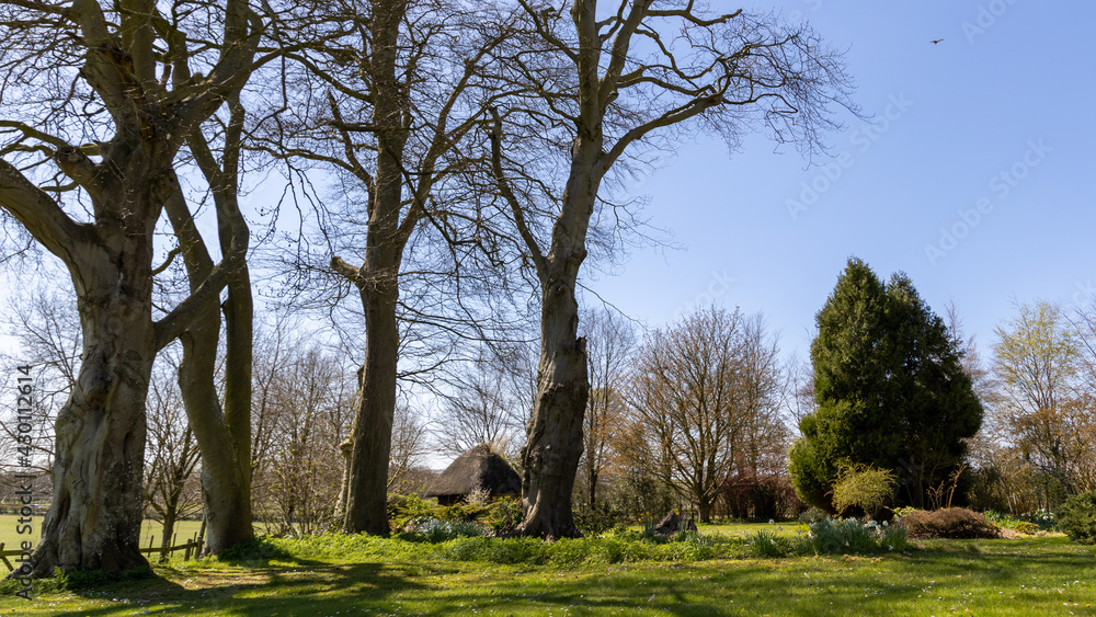 garden landscape with trees in England. garden landscape with trees in England.